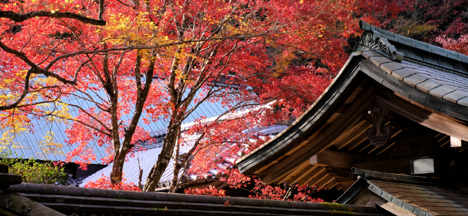 紅葉